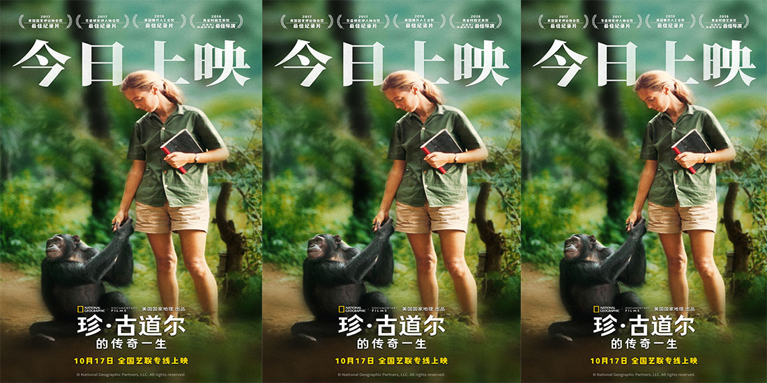 《珍·古道尔的传奇一生》今日上映 传奇女性精神力量鼓舞观众